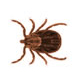 Biting Insects