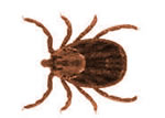 tick