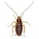 Cockroaches
