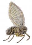 drain fly