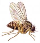 fruit fly