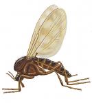 gnat