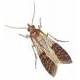 Pantry Pests