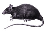 Roof Rat