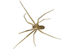 brown recluse spider