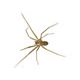 Spiders