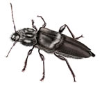Old House Borer