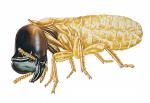 subterranean termite