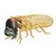 Termites / Wood Destroying Insects