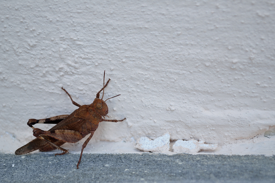 What Attracts Crickets Into The House what attracts crickets into the house