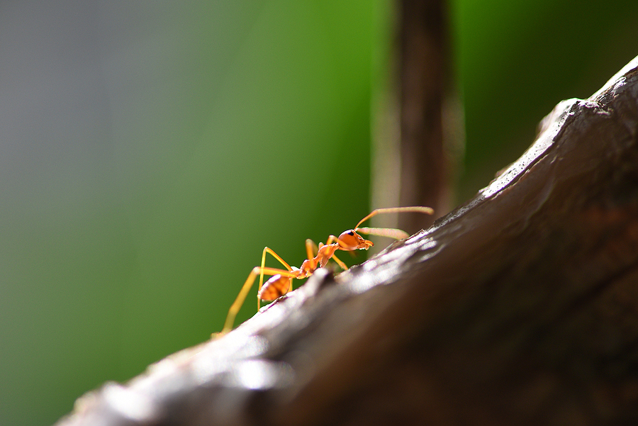 Where Do Ants Hide in a House? where do ants hide in a house